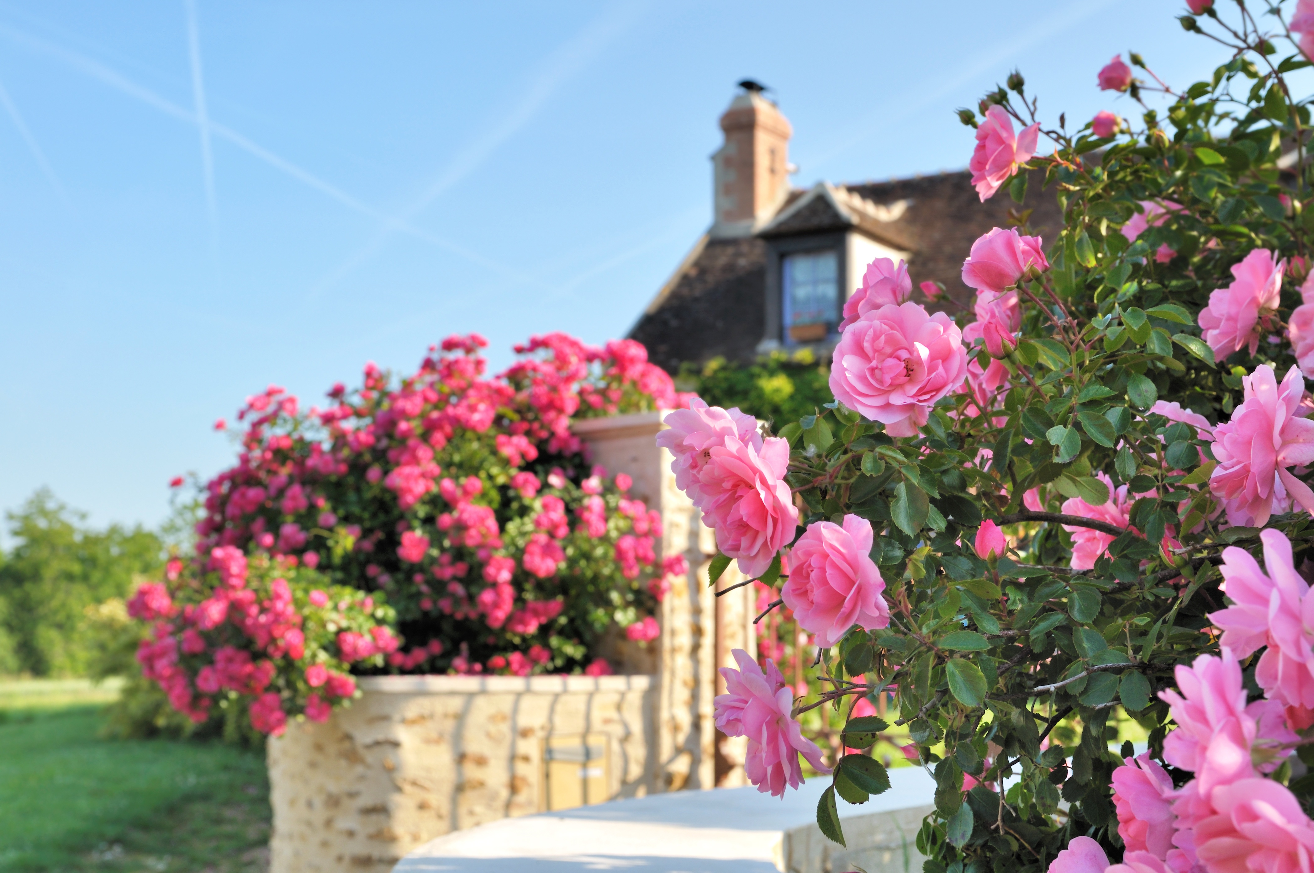 Flowers in front of house