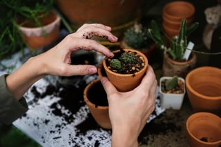 Pot-plant-garden