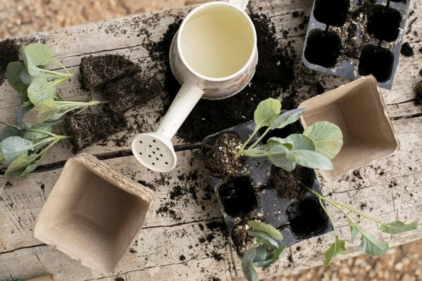 close-up-transplanting-process-plants