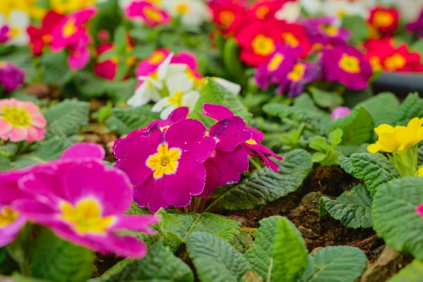 primula-first-spring-flowers-closeup-selective-focus-blooming-primrose-background-idea-creative-card-earth-day-world-women-s-day